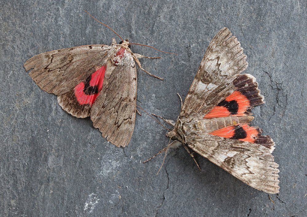 The Red Underwing came in 10 mins before the Rosy, at 23:00. I saw a Catocala flying around the trap & assumed the Red had taken flight. I managed to net the Rosy on the lawn but lost it for 30 mins, until locating it under the decking. Phew! St Mellion VC2.