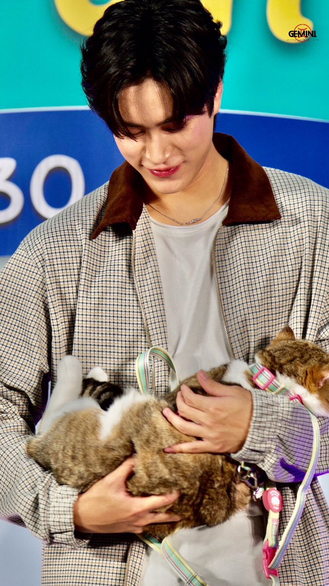 ในรูปมีแมวกี่ตัวกันคะเนี่ย น่าเอ็นดูสุดๆ🐱✨

#NekkoxGeminiFourth

<a href="/gemini_ti/">gemini_nt</a> 
#Gemini_NT #เจมีไนน์