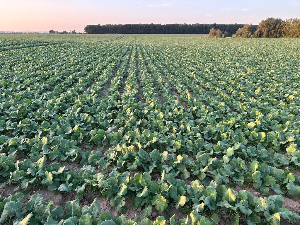 The new Solus with 225 /450mm spacing, using new extra narrow staggered Maestro X row units has succesfully planted rape late August on 450mm rows and is now into wheat in Germany and Hungary - more info coming soon. Launch is at Agritechnika in Nov.