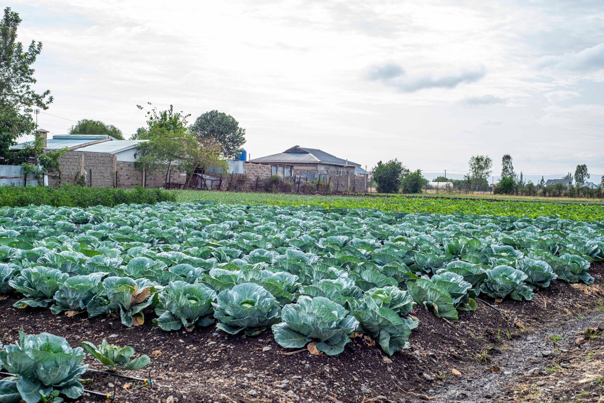 IrriHub's tweet photo. One of our farmers in the Joska area has an excess of over 8,000 cabbages and is actively seeking a buyer who can purchase the entire  stock. 

Please retweet to help spread the word. The right  buyer may be within your timeline. 

Thank you for your support! https://t.co/9YA7Lmn6YP