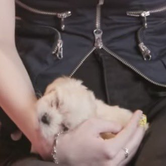 wtloverclub's tweet photo. 누룽지 자는데 깰까봐 크게 움직이지도 못하고 편하게 자라고 손으로 얼굴 받쳐주느라 손목에 팔찌 자국 찐하게 남은 거 🥺🥺 https://t.co/hia1N4Dijt