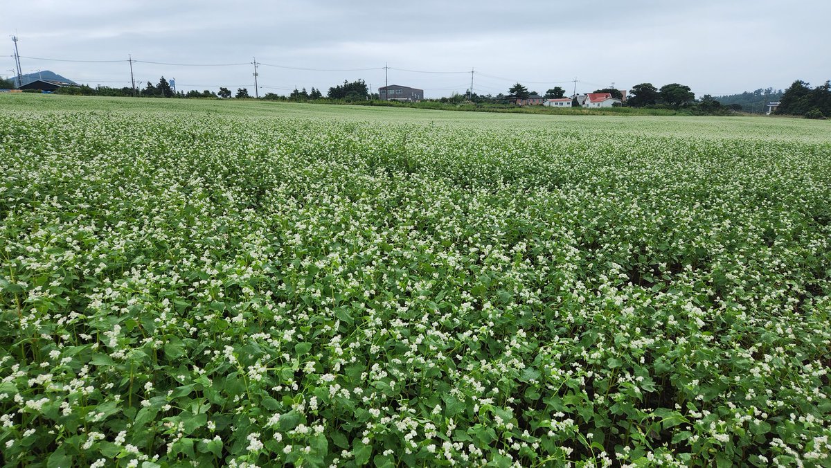 메밀은 땅심을 되살리는데 좋은 작물임 ㅡㅡ