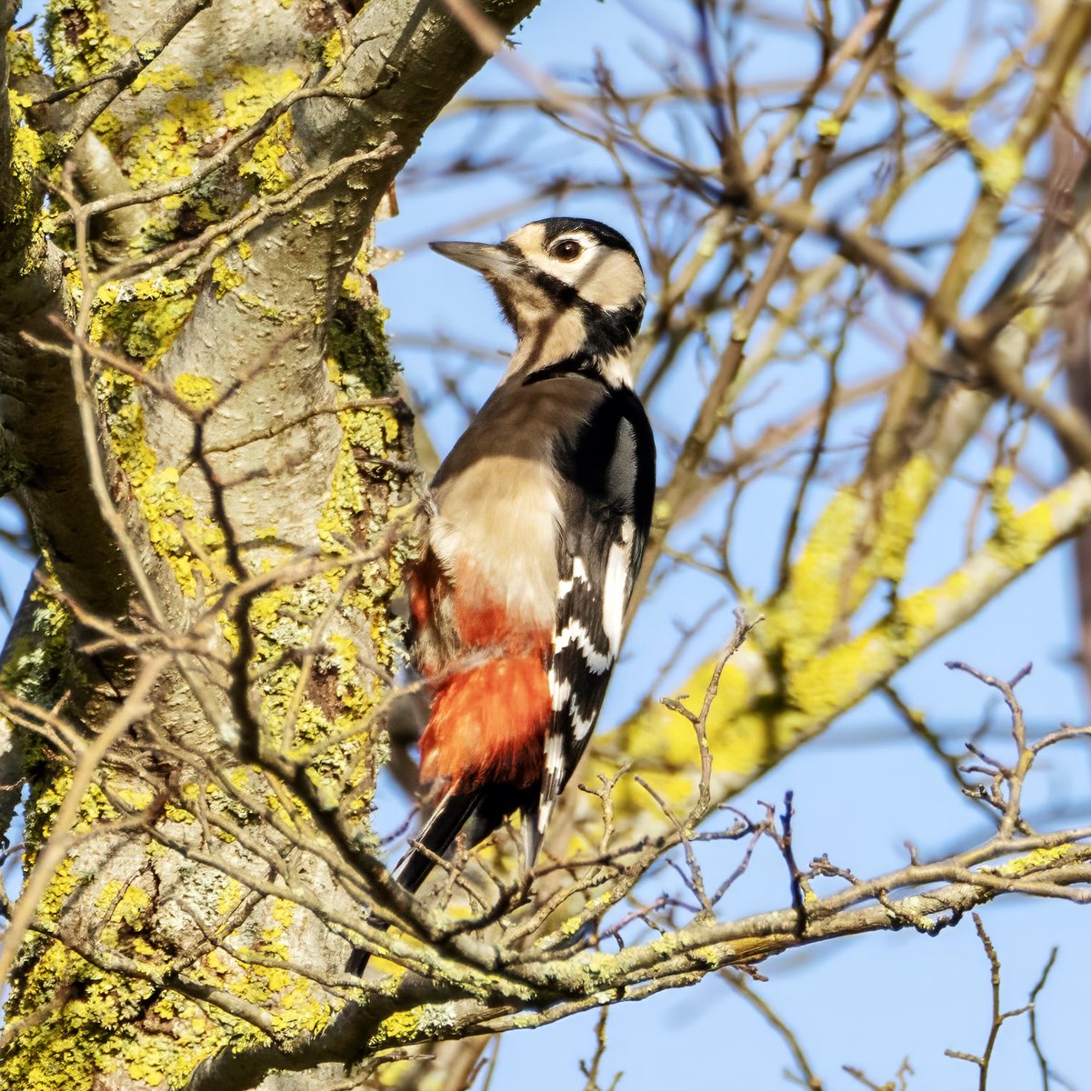 Spotted Woodpecker, Middlebere Cottages @harbourbirds @_BTO @Natures_Voice @NTSouthWest @britishbirds #woodpecker #DORSET #BirdsOfTwitter #wildlifephotography #NaturePhotograhpy #FridayFeeling