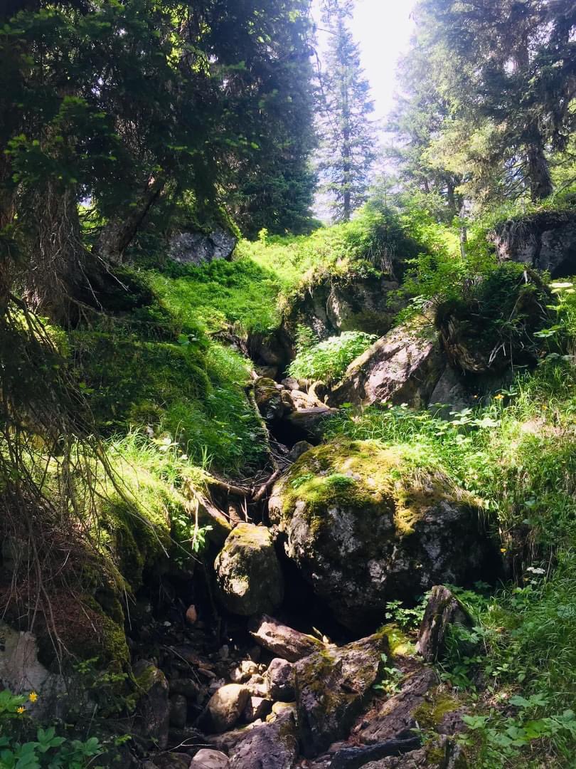 KarinWiessmann's tweet photo. Wenn man durch den #Wald schlendert, erhält man mit der Zeit das Gefühl, eins mit der #Natur sein. 🌳 Man hört das Plätschern des Bachs, sieht das Spiel der Sonnenstrahlen zwischen dem Blätterdach hindurchschimmern und spürt die Erde unter den Füßen vibrieren. (1)
#Waldbaden https://t.co/QIBSclwrdK