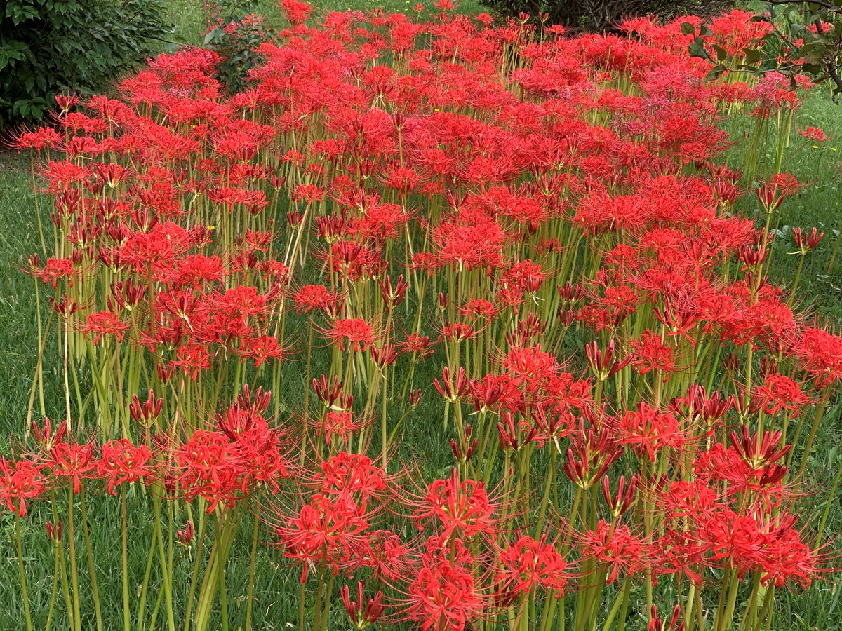 HamarikyuGarden's tweet photo. #Redspiderlilies growing in profusion on the southwest side of Kaboku-en.
As they are found a few meters away from the rope fence, it is virtually impossible for visitors to view them at close quarters.
We hope you enjoy the flaming red #blooms in the pictures.
#HamarikyuGardens https://t.co/yFSuhVkJR1