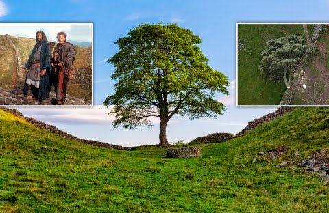 Nature_NeedsUs's tweet photo. Yesterday was bad day. Other news was #robinhoodTree in England cut down and this beautiful 300 years old tree is dead now.
300 years tree by 1 hour cruelty destroyed.
😭
For more information read 👇👇👇
https://t.co/pWZId4gvtA https://t.co/9NOBakqepk
