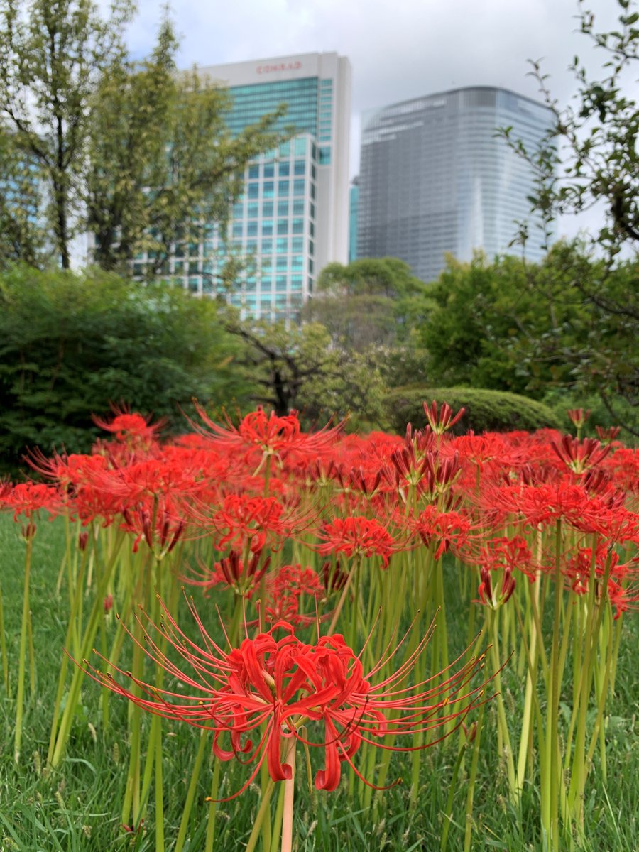 HamarikyuGarden's tweet photo. #Redspiderlilies growing in profusion on the southwest side of Kaboku-en.
As they are found a few meters away from the rope fence, it is virtually impossible for visitors to view them at close quarters.
We hope you enjoy the flaming red #blooms in the pictures.
#HamarikyuGardens https://t.co/yFSuhVkJR1
