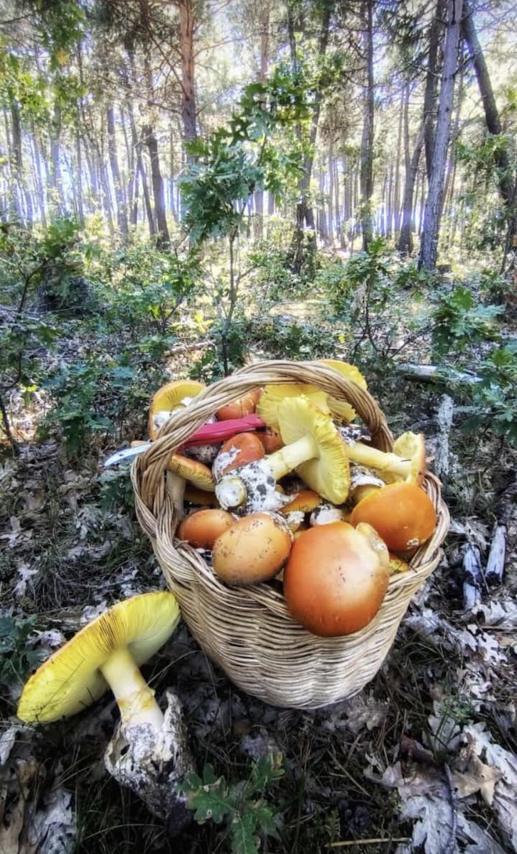 SETAS DE SORIA tweet media