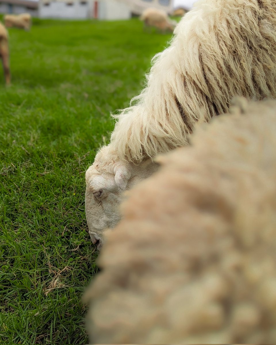 sibinn__'s tweet photo. Things are beautiful if you love them :)

#TeamPixel #MadeByGoogle 
@madebygoogle 

📍 Sheep Farm, Kodaikanal

#TamilNadu #kodai #sheepfarm #photography @News18TamilNadu poo https://t.co/WI1yPBX70h