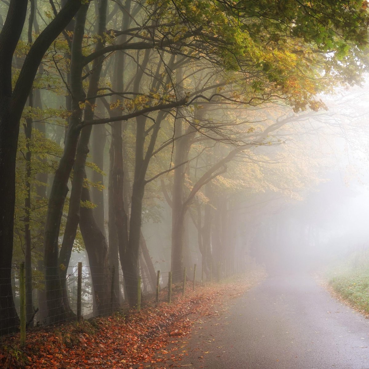 I'm a sucker for a misty autumn lane and that slightly eerie sense of not quite knowing what lies ahead. I hope, with the tiniest bit of imagination, you can smell this scene as much as see it, feel the damp air around you, and hear the quiet flutter of leaves falling.