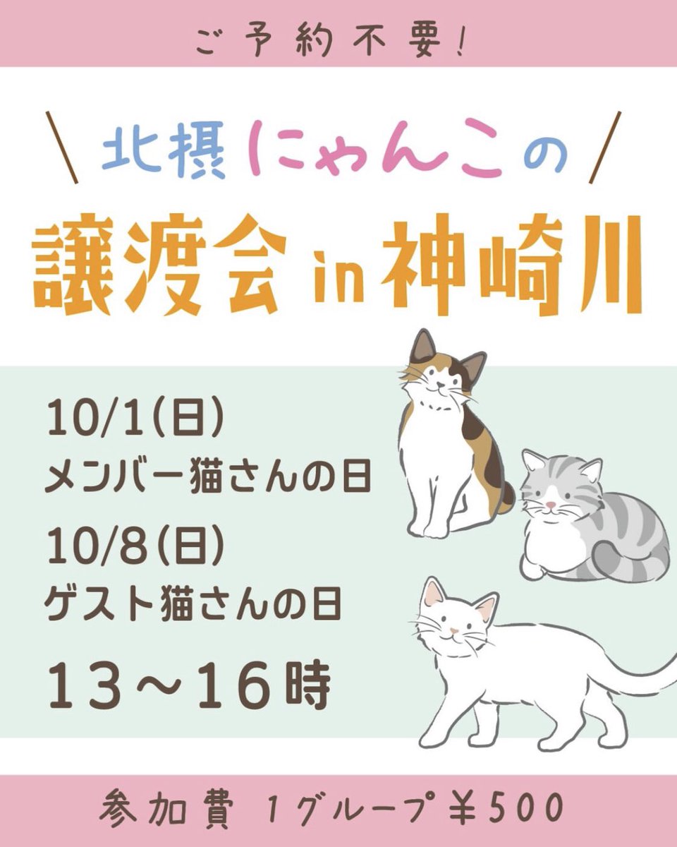 umi00928544's tweet photo. 北摂にゃんこのおうち探し
10月1日•10月8日譲渡会開催

生後3ヶ月〜5ヶ月の仔猫もいっぱい₍˄·͈༝·͈˄₎₍˄·͈༝·͈˄₎₍˄·͈༝·͈˄₎
人馴れ抜群の大人猫さんも₍ᐞ•༝•ᐞ₎◞♡

里親募集中の猫ちゃん情報は
コチラ☞ https://t.co/Jzoj9rF9Nt

#大阪イベント #神崎川駅 #譲渡会 
#拡散RT希望 https://t.co/XE9aRA6Bjq