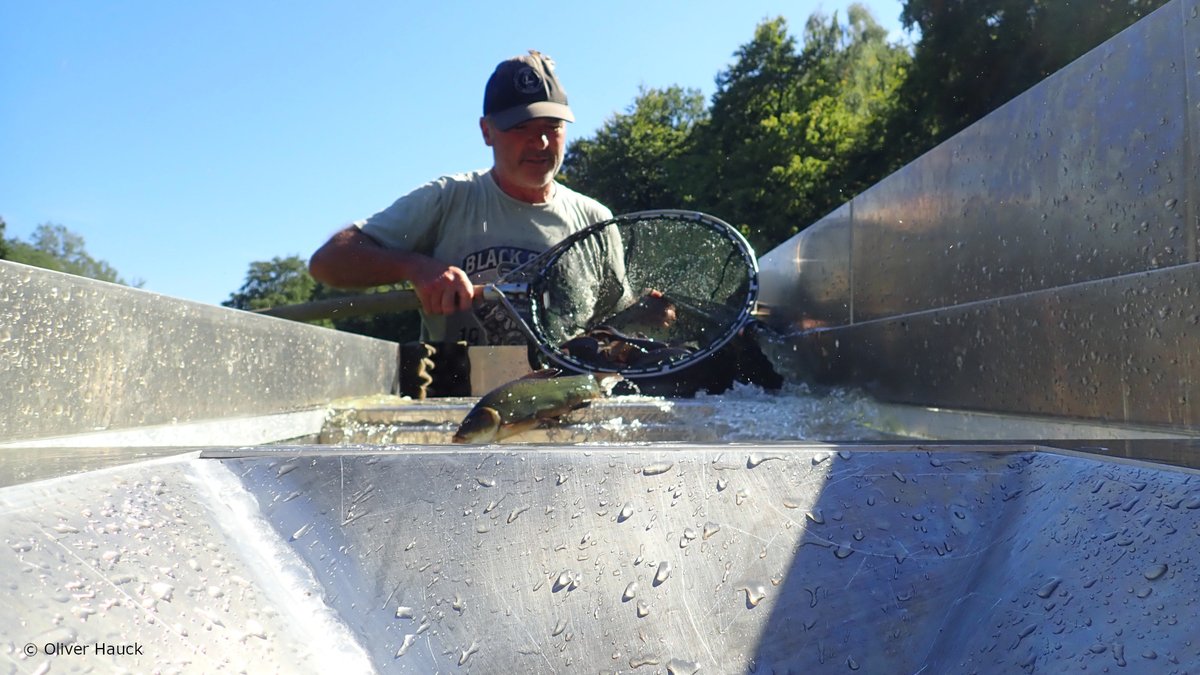 BMLEH_Bund's tweet photo. Heimische #Flusskrebse schützen durch umsichtiges Aussetzen von Fischen (Besatz). In einem Projekt des @AWI_de wurden Maßnahmen entwickelt, um das Einbringen von gebietsfremden Flusskrebsen und der #Krebspest in Gewässern zu verhindern.
Mehr ⇨ https://t.co/CJYMz8V9UI
#PTBLE https://t.co/AFdzDZ1d5N