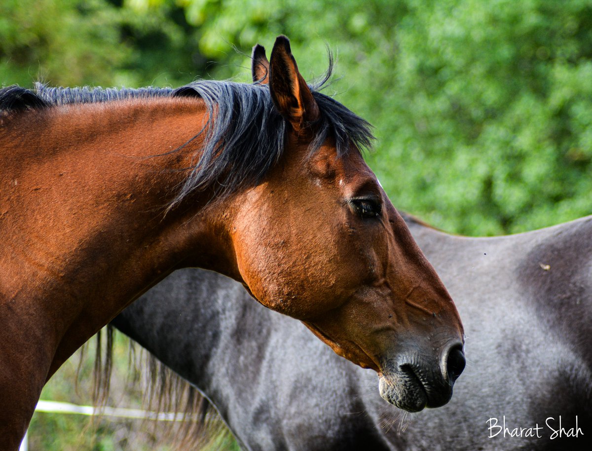 Bharat Shah tweet media