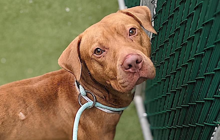 1. Brought in as a stray, assigned a number & named BUGGY, @NYCACC ran him thru an assembly line where he was examined, vaxxed, drugged, microchipped & murdered! In the week & a half BUGGY lasted, his careless killers released just a single picture to promote him. There’s more…