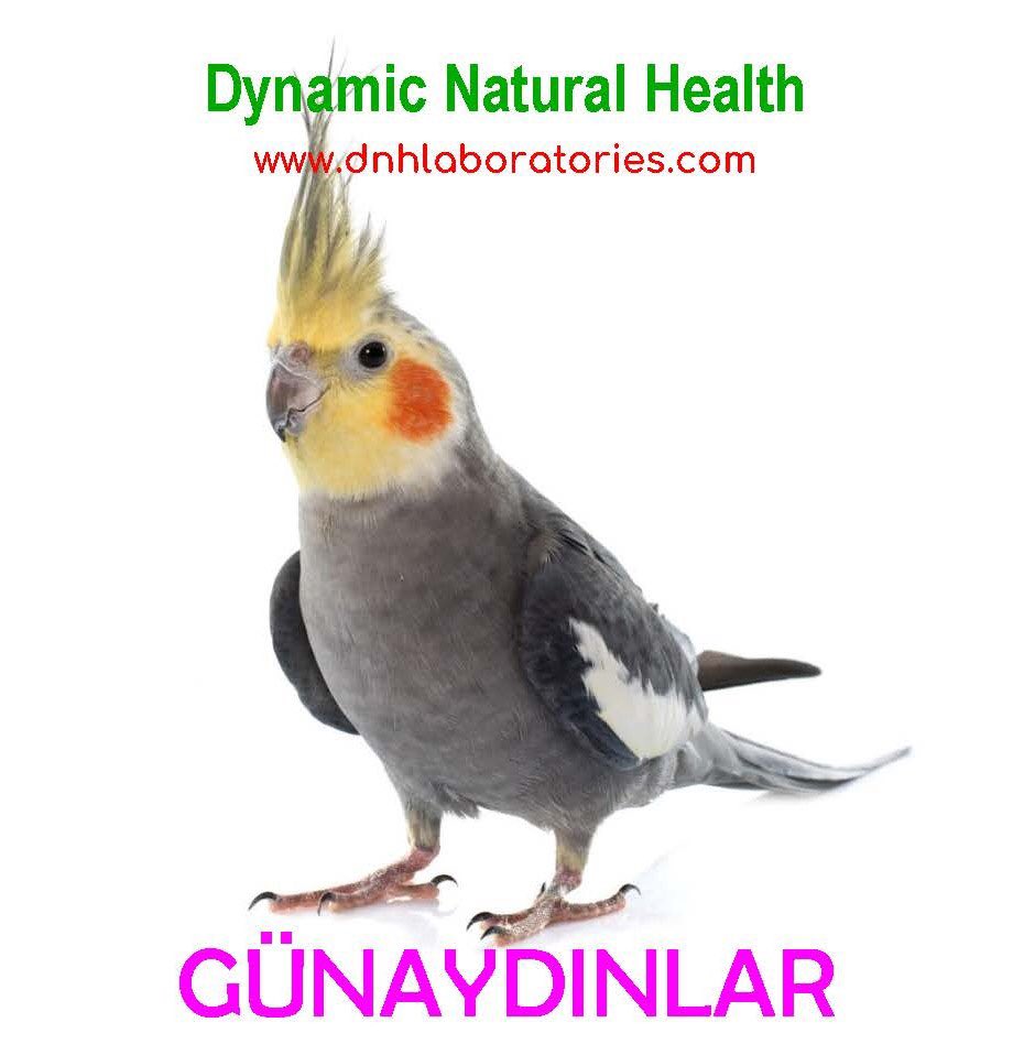 DnhSystem's tweet image. 