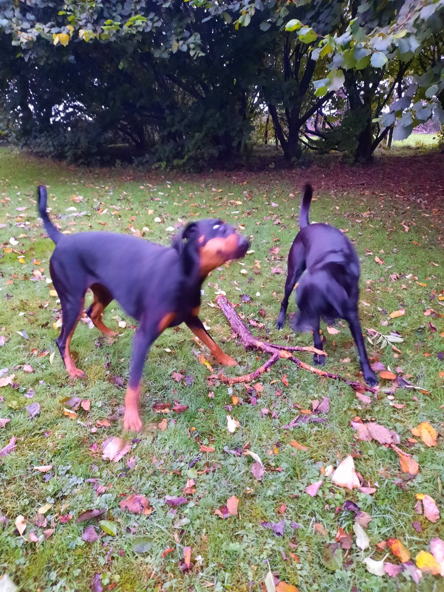 NotBadForHerAge's tweet photo. The usual story, but with a happy ending 🙂 #learningtoshare #Damson #Dobermann #Fred #dogsoftwitter https://t.co/PGoiDx1DmT