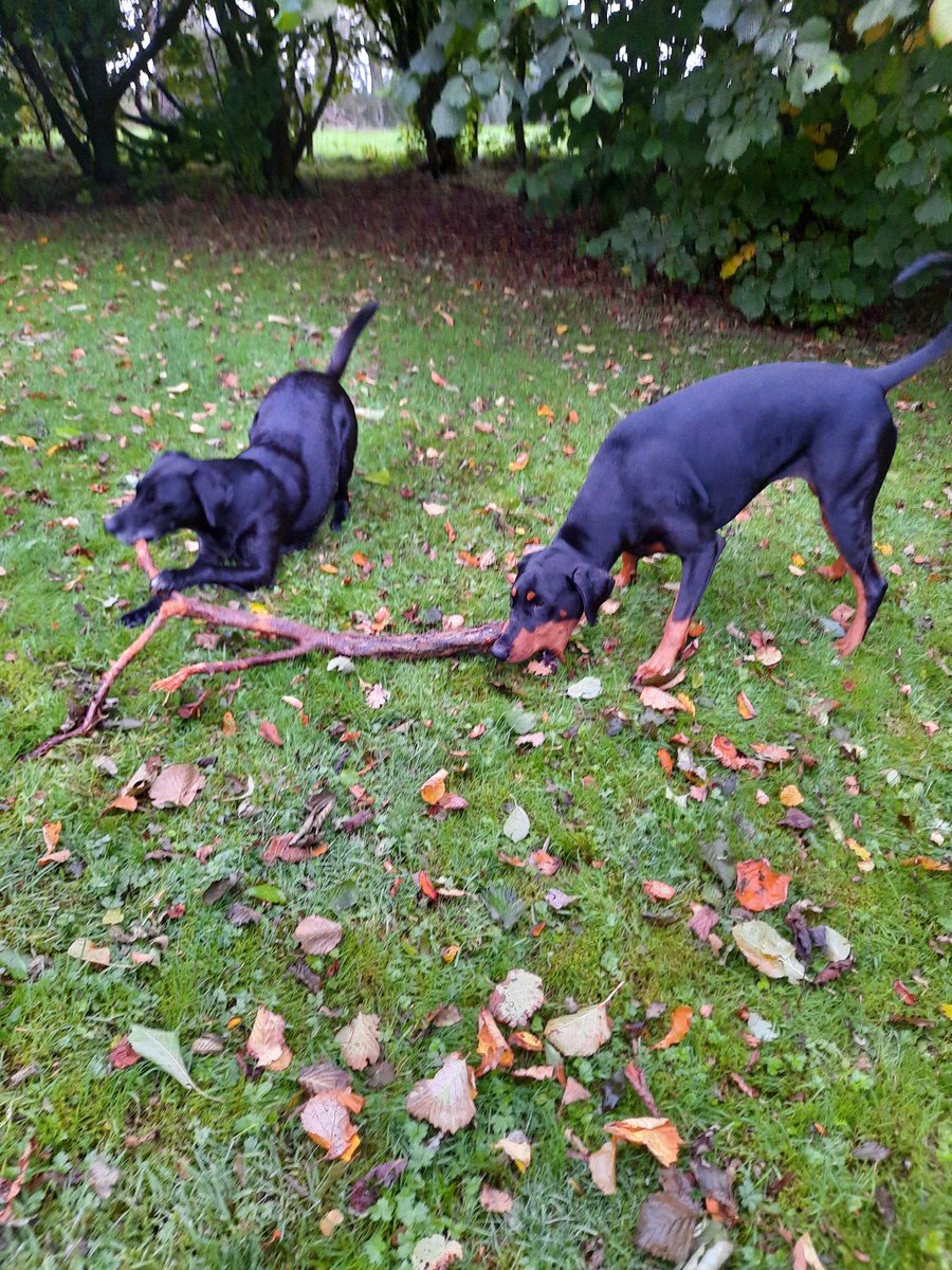 NotBadForHerAge's tweet photo. The usual story, but with a happy ending 🙂 #learningtoshare #Damson #Dobermann #Fred #dogsoftwitter https://t.co/PGoiDx1DmT