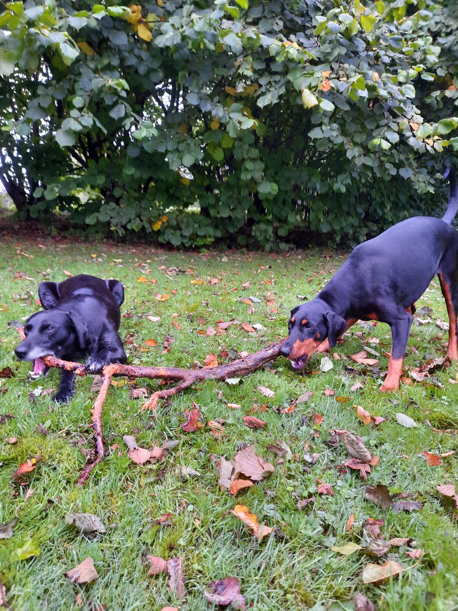 NotBadForHerAge's tweet photo. The usual story, but with a happy ending 🙂 #learningtoshare #Damson #Dobermann #Fred #dogsoftwitter https://t.co/PGoiDx1DmT