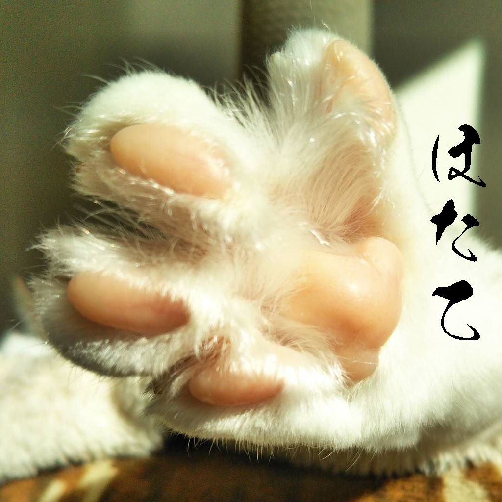 288os's tweet photo. 異例の呼びかけ #食べるぜニッポン 安全・安心・おいしい日本水産物 ホタテ5粒　バフンウニ、海鮮小籠包 取り揃えてお待ちしています #リモートねこ握手会 https://t.co/WULi3RrCxb