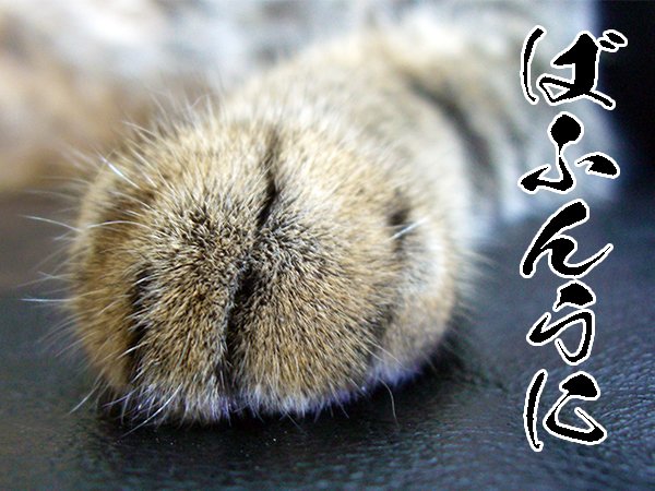 288os's tweet photo. 異例の呼びかけ #食べるぜニッポン 安全・安心・おいしい日本水産物 ホタテ5粒　バフンウニ、海鮮小籠包 取り揃えてお待ちしています #リモートねこ握手会 https://t.co/WULi3RrCxb