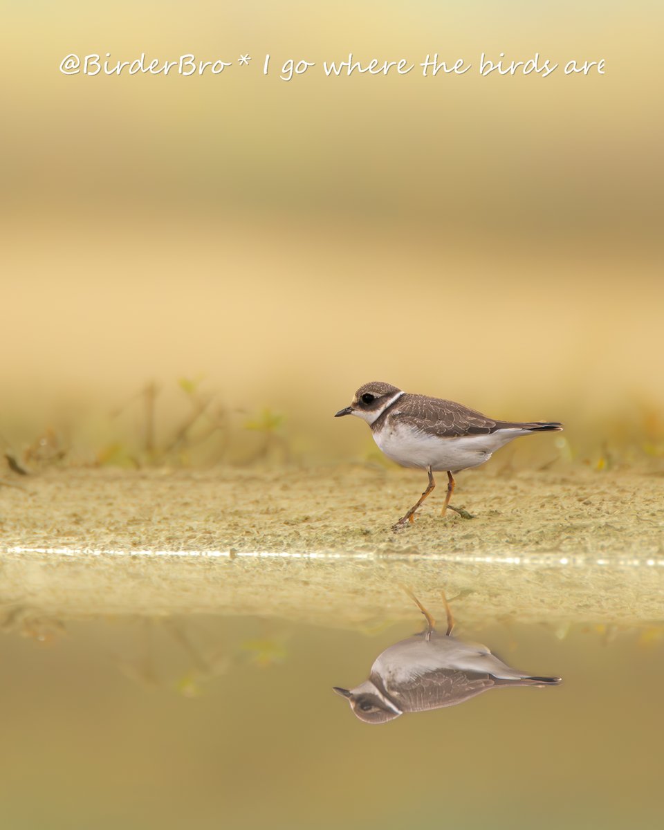 Always a particular pleasure to spot a pretty Plover
😍
📍Photographed in Niederkassel near #Bonn 🇩🇪

#birds #birding #birdwatching #BirdTwitter #BirdsOfTwitter #wetlands #conservation #WeNeedWetlands #shorebirds #birdphotography #NaturePhotography #biodiversity