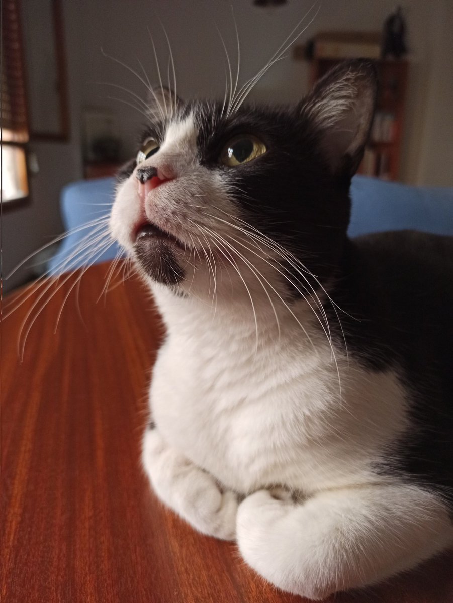 Taking my cat to the vet today. Hope I'm just a paranoid mama, I love this stupid face. GM ☕