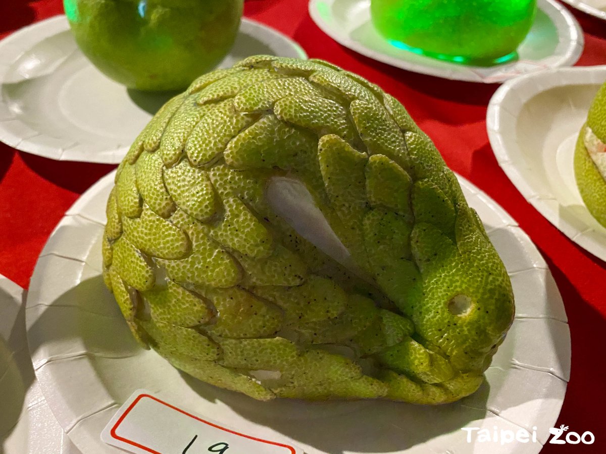 wordsfromtaiwan's tweet photo. Altogether, 4 generations of #Formosan pangolins, a subspecies native to Taiwan, have been bred at Taipei Zoo. Please support this institution. Every #MoonFestival, it also holds a #pomelo-carving competition by fusing Mid-Autumn and Halloween traditions. https://t.co/81dPONkZoT https://t.co/8D0bUx21ts
