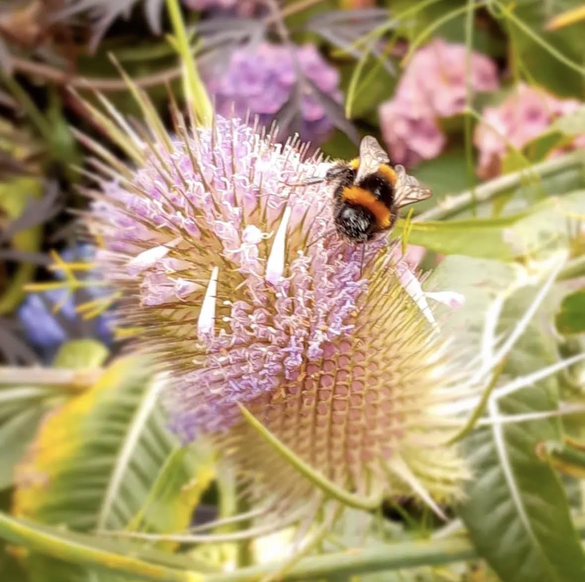 Tidy Ballincollig (@ballincolligtt) on Twitter photo AFTER THE RAIN… Our Weekly Newsletter is now available on our Website wwwballincolligtidytowns.ie Check it on our latest news and lots more information. #tidytowns #volunteers #community #proud #biodiversity #Autumn #ballincollig <a href="/CafeChico1/">Cafe Chico</a> <a href="/balcsie/">Ballincollig Community School</a> <a href="/GregCantyFuzion/">Greg Canty</a> <a href="/ScoilBarra/">Scoil Barra</a> AFTER THE RAIN… Our Weekly Newsletter is now available on our Website wwwballincolligtidytowns.ie Check it on our latest news and lots more information. #tidytowns #volunteers #community #proud #biodiversity #Autumn #ballincollig <a href="/CafeChico1/">Cafe Chico</a> <a href="/balcsie/">Ballincollig Community School</a> <a href="/GregCantyFuzion/">Greg Canty</a> <a href="/ScoilBarra/">Scoil Barra</a>