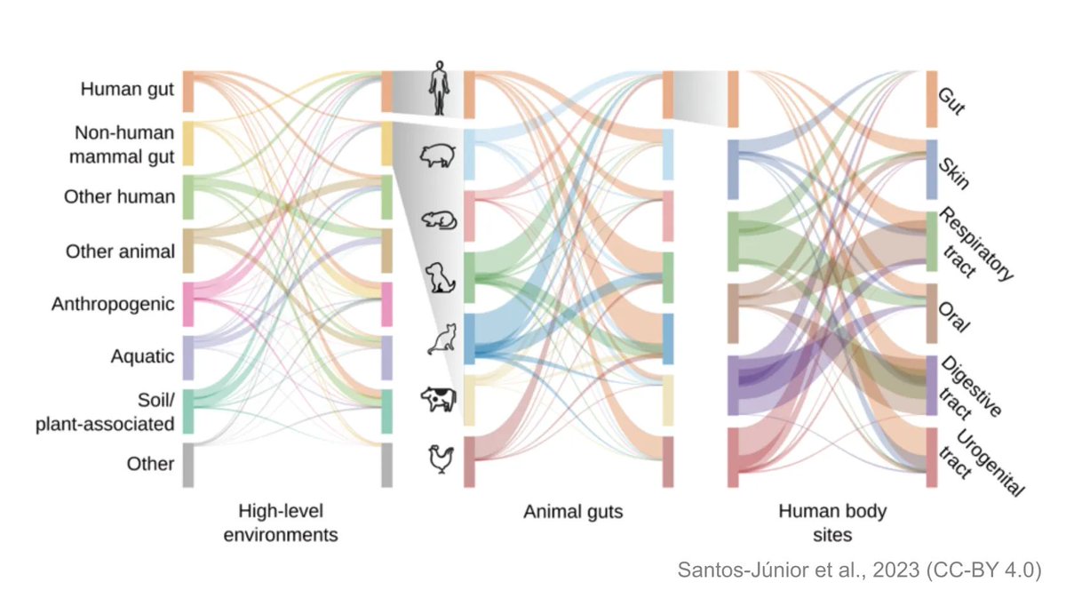 Machine learning helps predict prokaryotic antimicrobial peptides using metagenomic and microbial genome datasets. 

Preprint from the labs of @delafuenteupenn and @BigDataBiology, evaluated by @ArcadiaScience.

sciety.org/articles/activ…