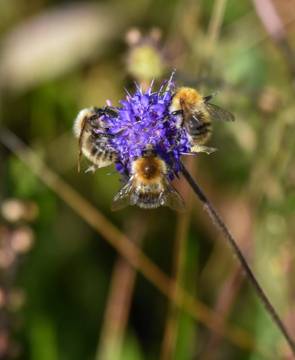 nadski65's tweet photo. Good morning everyone. Happy Saturday 💜💜💜💜💜💜💜💜💜#nature #NatureBeauty #Flowers #bees #polinator #insects #Macro #nikonphotography #Nikon @UKNikon https://t.co/gxDvN1f5d7