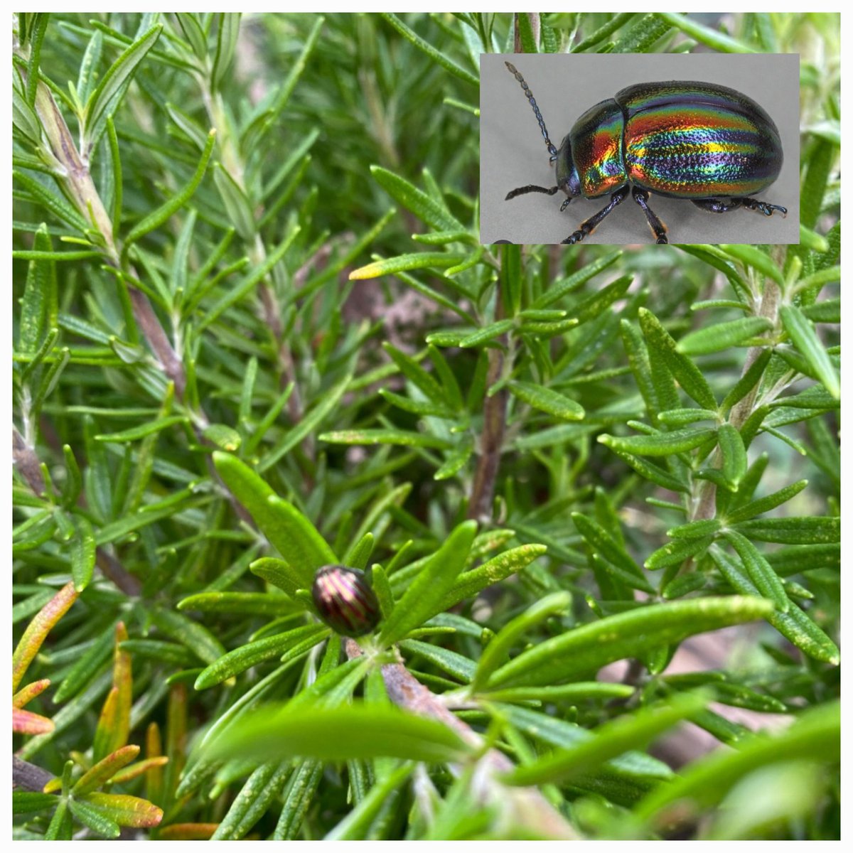 StPetersComm's tweet image. 🌺 Happy finds this week and we managed to grab our camera and capture this beauty (I know, not the best picture!) But we think a Chrysolina cerealis, the rainbow leaf beetle. Alongside another graceful find - the Dragonfly 😊