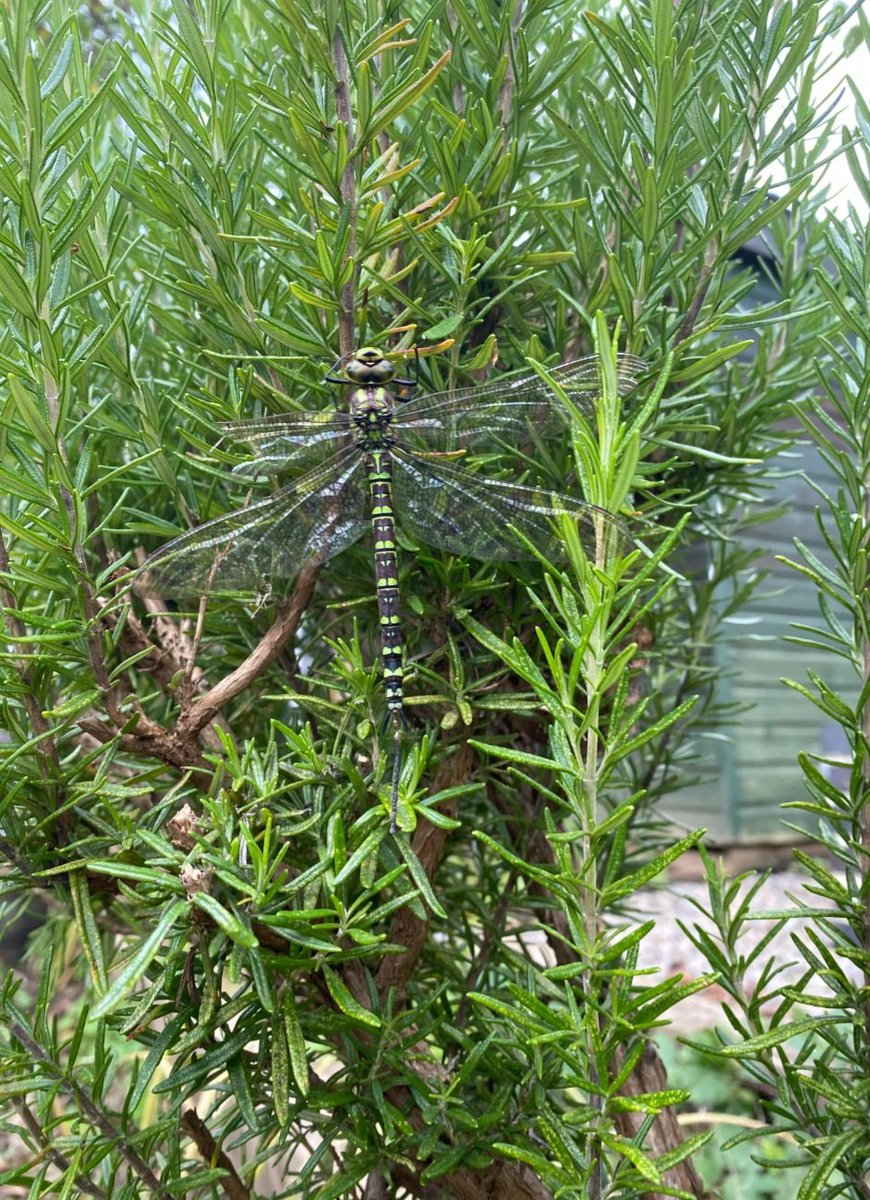 StPetersComm's tweet image. 🌺 Happy finds this week and we managed to grab our camera and capture this beauty (I know, not the best picture!) But we think a Chrysolina cerealis, the rainbow leaf beetle. Alongside another graceful find - the Dragonfly 😊