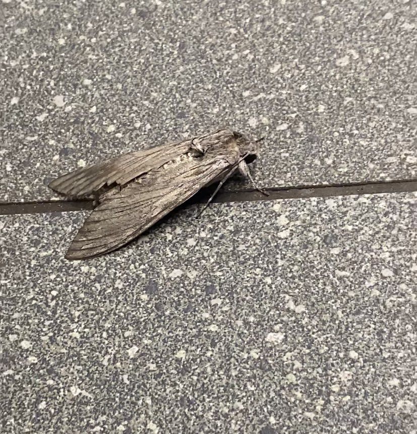 Can anyone pls help me identify this moth? (UK)