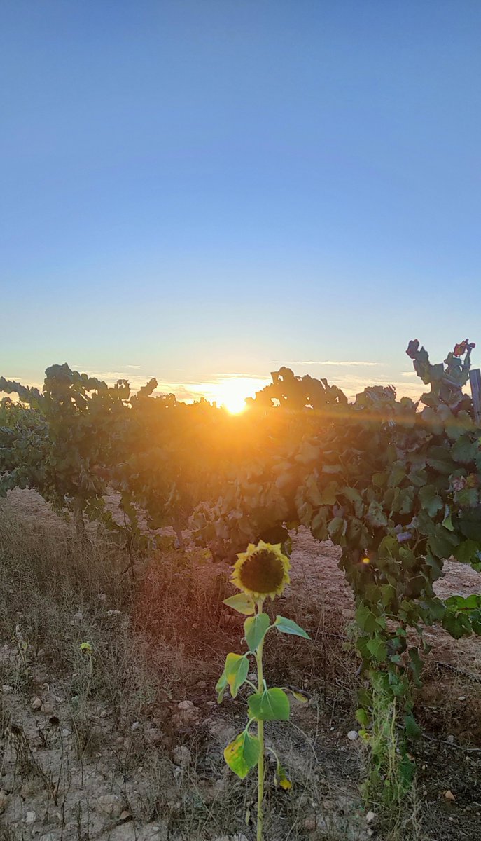 rafavib's tweet photo. @agropopular #AgropopularPurines Buenos días desde Montealegre del Castillo (Albacete) seguimos de vendimia con la #monastrell hace un día de verano prácticamente,el color es azul. Feliz sábado,un saludo. https://t.co/4q5peO7f01