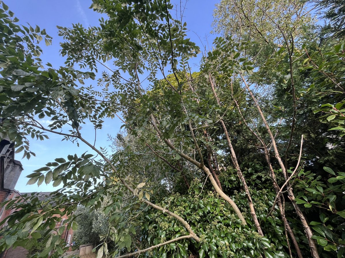 Ian Tattum tweet media