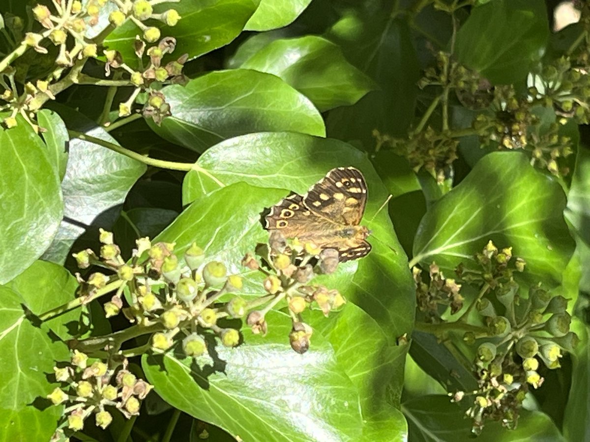 Ian Tattum tweet media