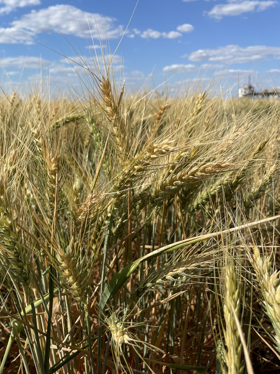 KylaDavie's tweet photo. Nice little crop tour 🌾 https://t.co/re4UO8aP8K