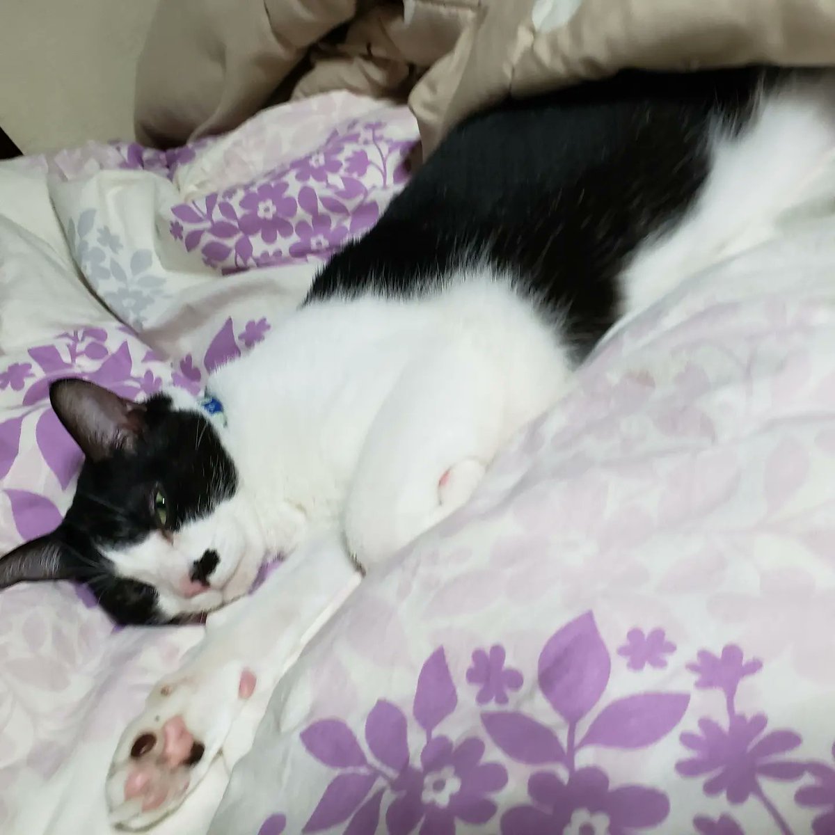 1036Yoko's tweet photo. 昨日のお月様🌕
と…………ぶんぶん🐱のお迎え(笑) https://t.co/pef50KTxYY