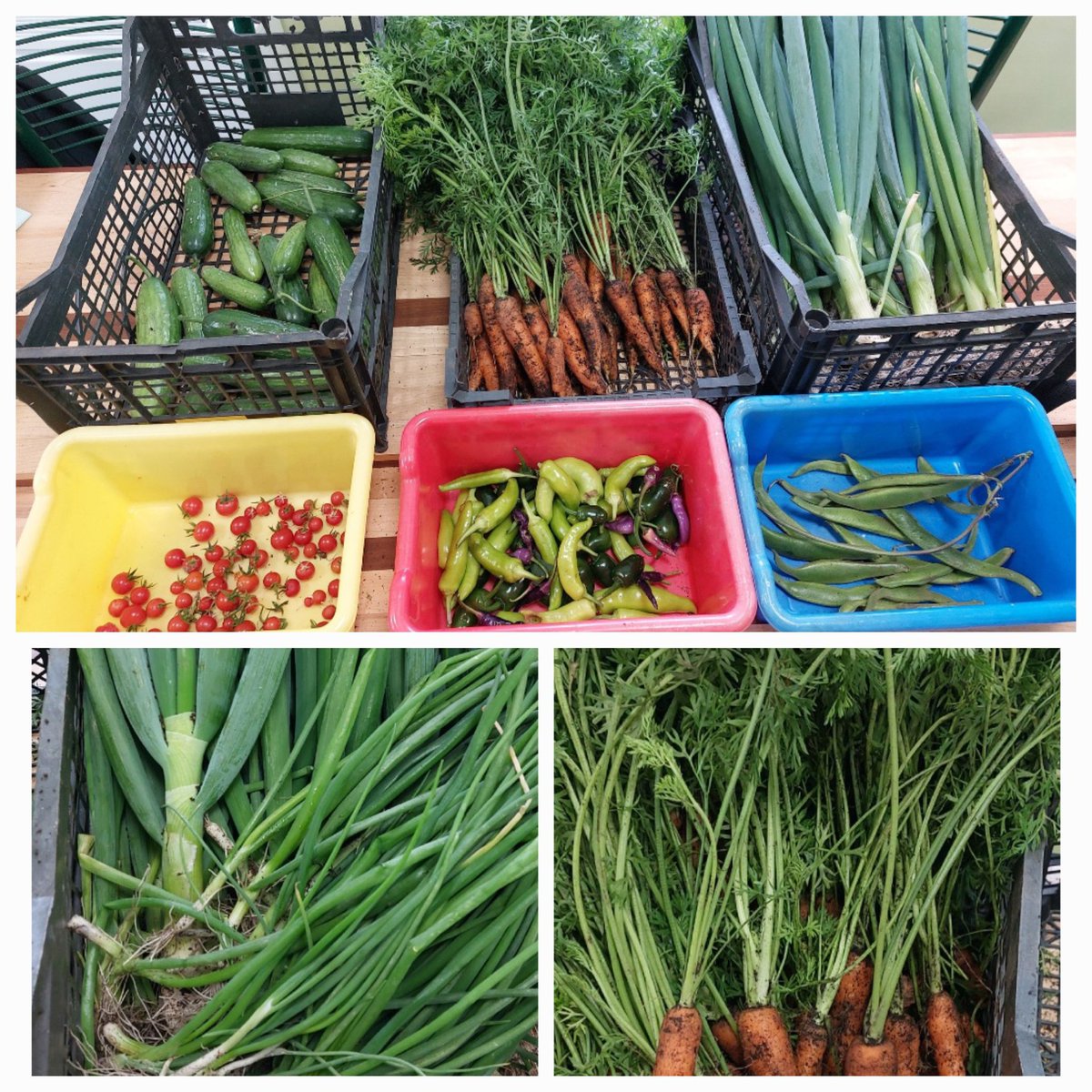 StPetersComm's tweet image. Tasty treats this week too 🥒🌶🥕🧅🫛The last few crops harvested .... what a wonderful group of volunteers we have attending each week. 👏