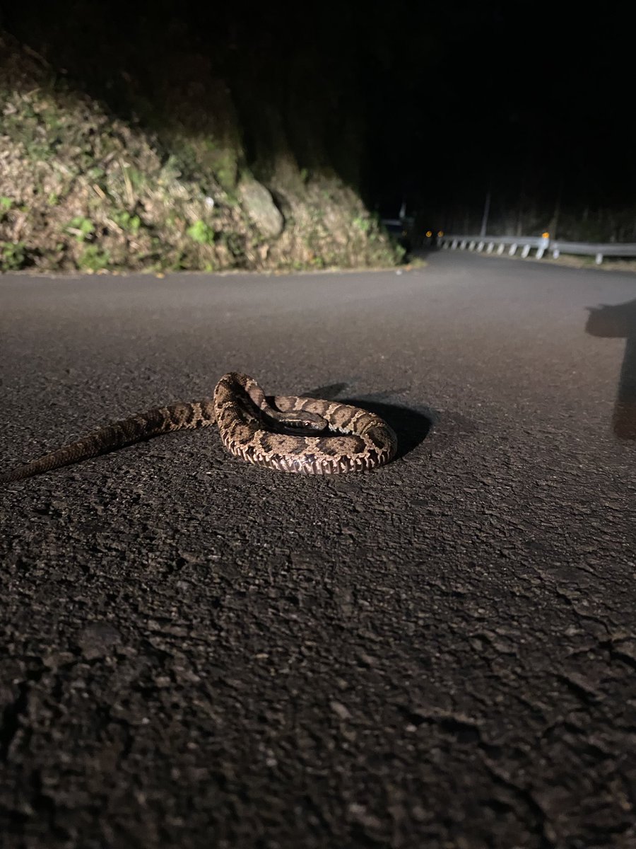 昨日の夜🐍

横断中のところをうっかり轢いたかと思って慌ててUターンして戻ったら無事だった😮‍💨

轢かれないように傘で側溝に落として帰宅。
(たぶん行きたかった方向）

あとは自力でなんとかして