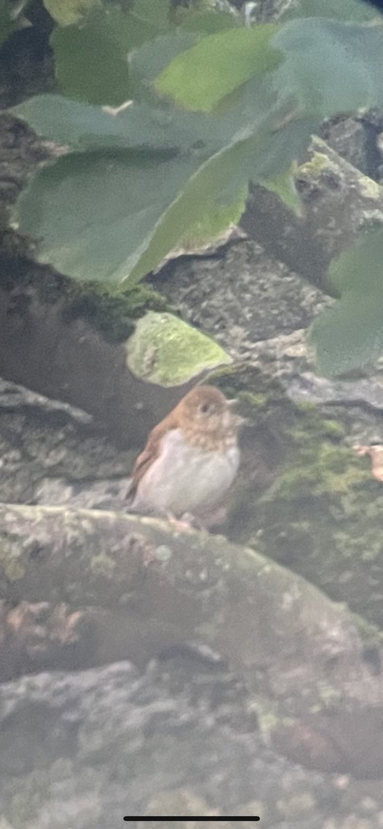 That will do for starters, straight off the ferry  ! Veery , Shetland