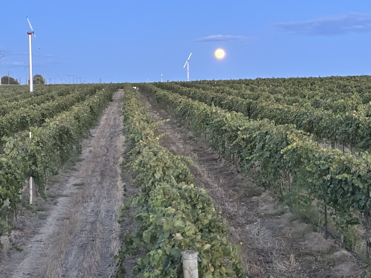 Beautiful night picking winegrapes in the yakima valley #wawine #yakimavalley