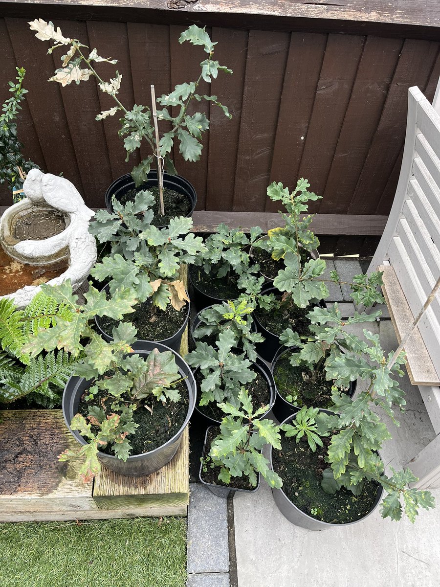 Elboy_91's tweet photo. @theiaincameron Perfect time to go grab some acorns, conckers, beech nuts etc etc and get planting 
These were planted with daughter this time last year in their pots. I’ll hold onto them a few more years then donate to the trust https://t.co/tjqF3xt1sy