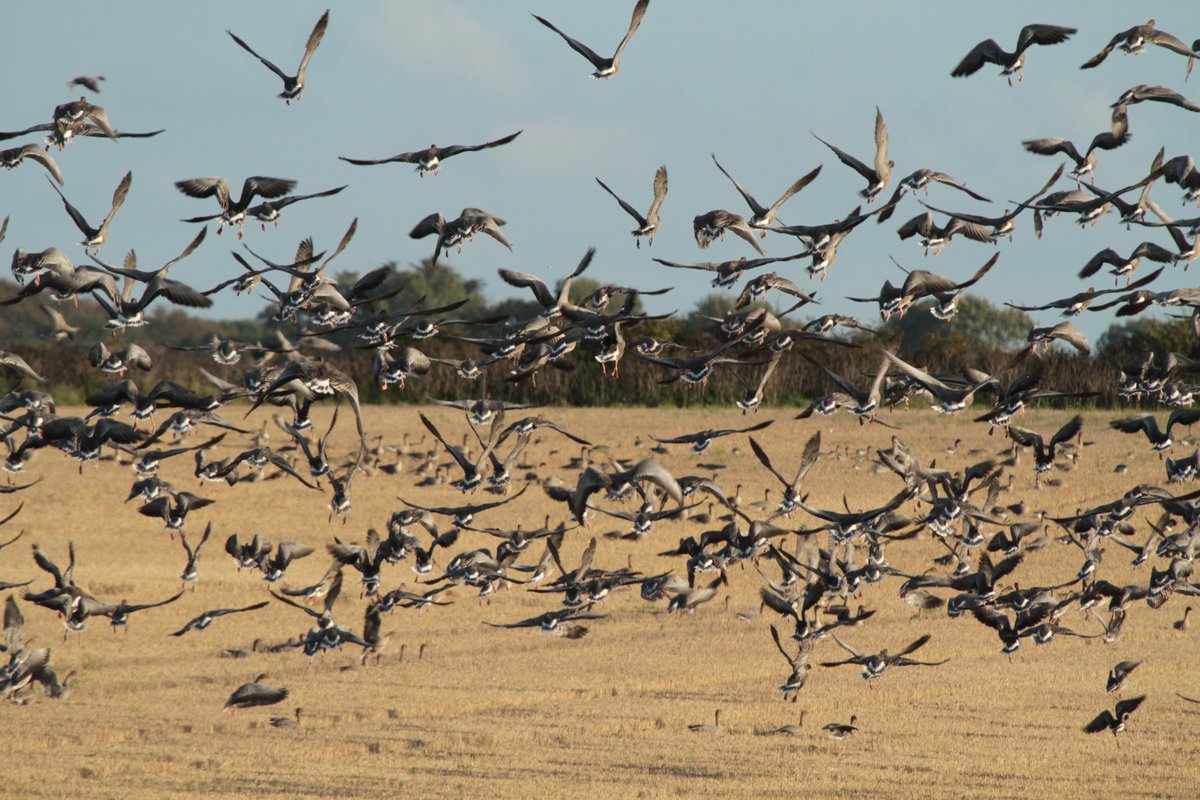 A #NorthNorfolk wonder, as wave upon wave on #PinkFootedGeese landed in the fields south of the coast. The geese were arriving a hundred at a time, providing a stunning spectacle. We'd been out in search of them, drawing inspiration from 'The Meaning of Geese' by Nick Acheson.
