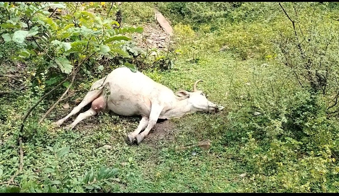 बलौदाबाजार भाटापारा जिला में प्रशासन की घोर लापरवाही। 
कृषक सह श्रमिक सम्मेलन के बाद ग्रामीणों  के अनुसार लगभग 40 से 50 गोवंशों की मृत्यु हो गई है वही सैकड़ो की संख्या में पशु पीड़ित है जिसका उपचार जारी है
मृत्यु का कारण आयोजन में बचे खाना को खाने से हुआं बताया जा रहा है...