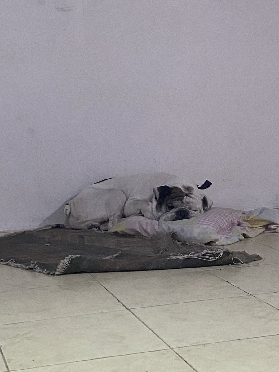 miksvan's tweet photo. #Bulldog #BulldogIngles https://t.co/3mmukJKP3W
