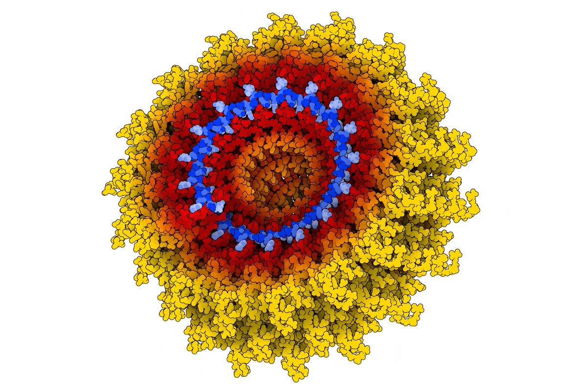 Ribgrass mosaic virus
- Method: FIBER DIFFRACTION
- Resolution: 2.90 Å
- R-Value Work: 0.095 

#sciart #sciviz #NFT #virus #structuralbiology #art #DigitalArtist #Science #OpenSeaNFT #NFTCommunity #biology #microbiology #microscopy