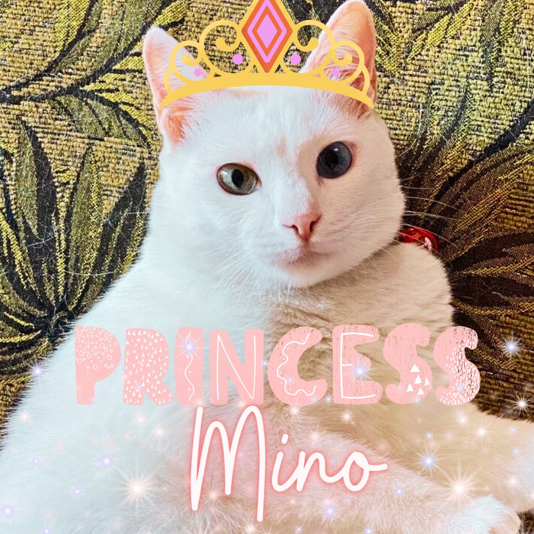 amyjewel08's tweet photo. The betrayal she must be feeling. Don't worry princess Mino, we still love you.😭😂 @JakeB4rever
#FanconBuildInCambodia
#BuildJakapan #TeamMino https://t.co/BG2QVd3RCh