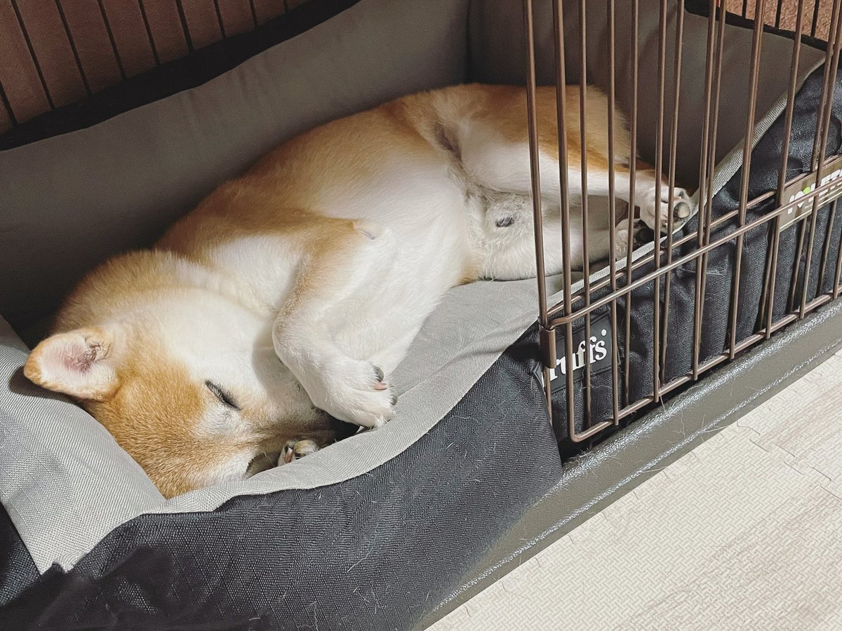 ImamuraHiroyuki's tweet photo. 寝てる姿がかわいすぎる犬。
#犬 #柴犬 #豆柴 #森平犬舎 #世田谷 #東京 #残暑 #inustagram #shibastagram #shoegaze #emo #しばいぬ #柴犬のいる暮らし #柴犬ライフ #柴犬🐕 https://t.co/zLwt3e0rCH