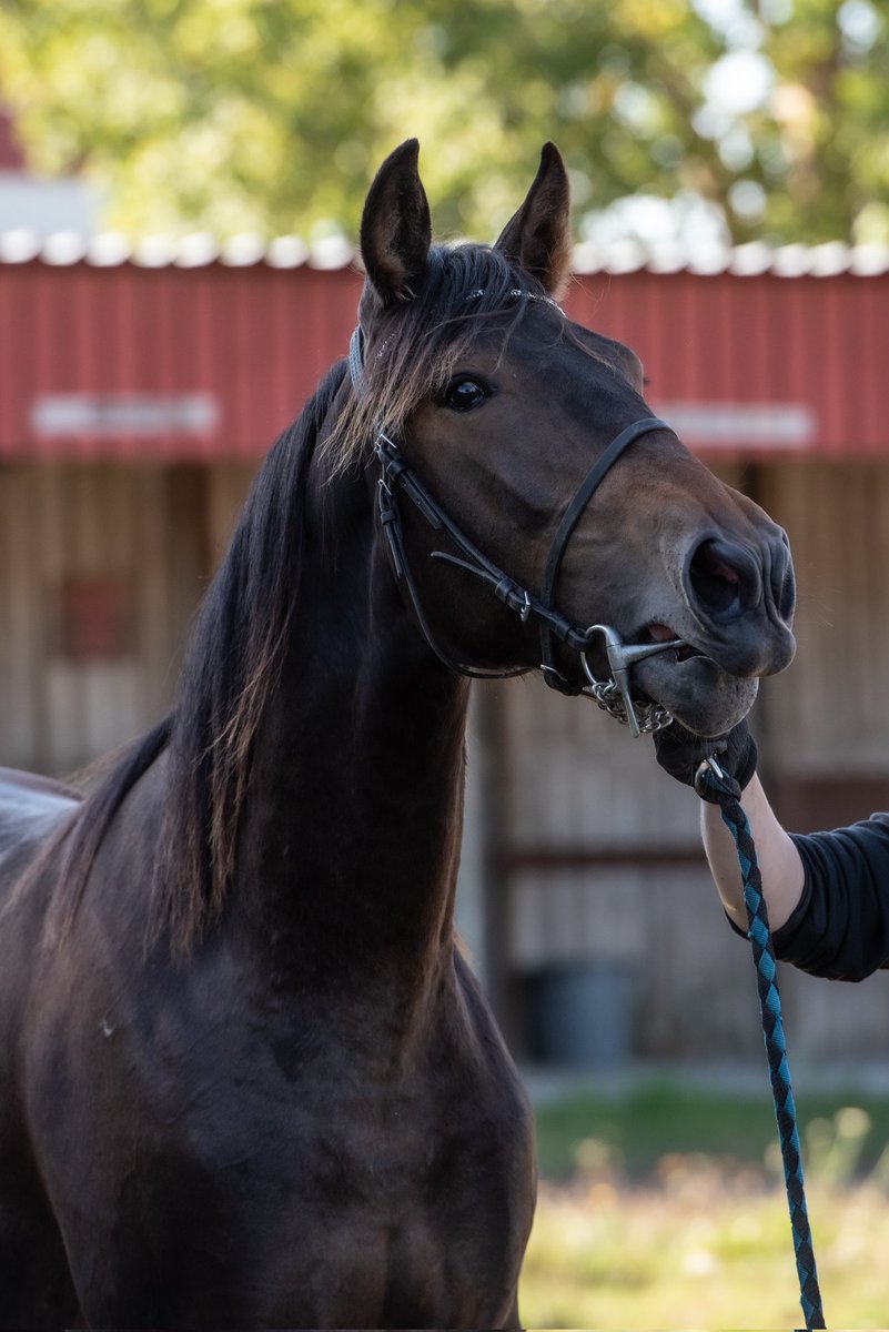 O. Colorado Kid Kaustisen tamma- ja varsanäyttelyn toiseksi paras varsa 2+ palkinnolla. #ravit